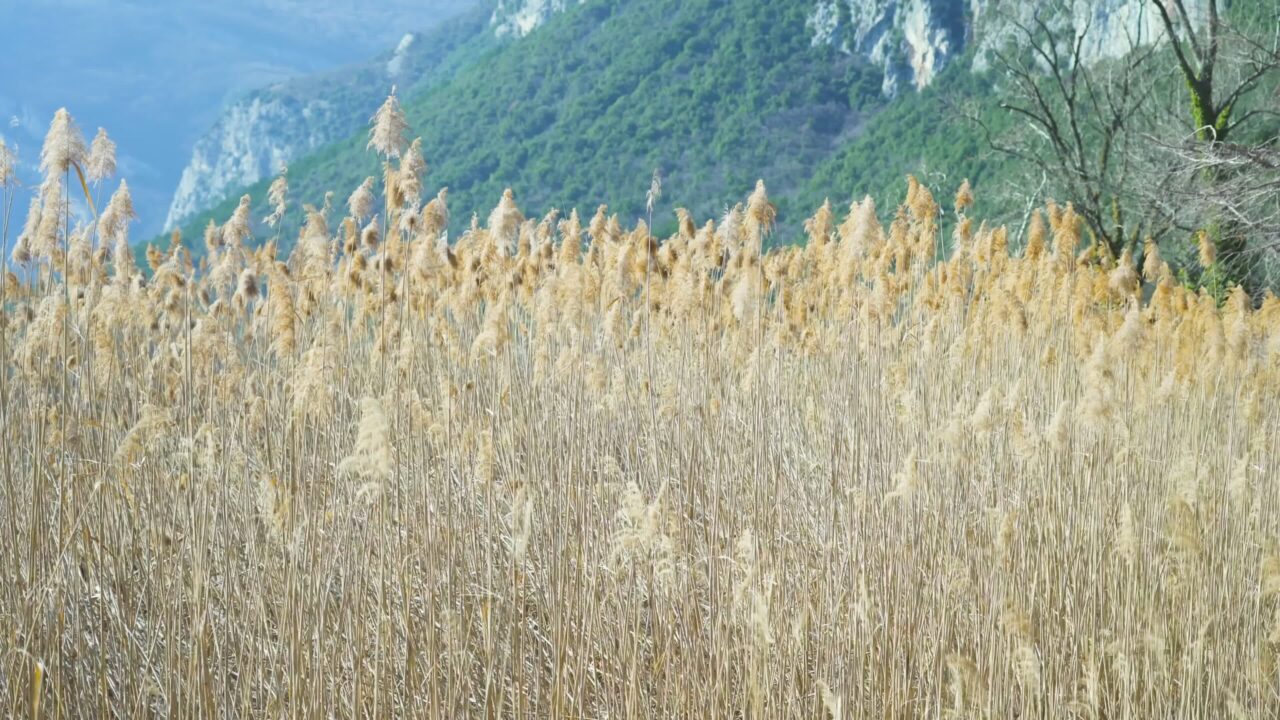 La canna dorata secca cresce nello stagno contro le montagne forestali