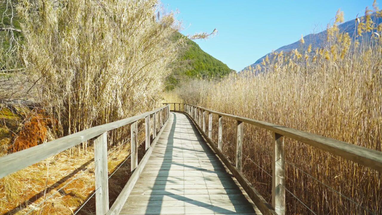 Old wooden footbridge built over pond grown with dry reed