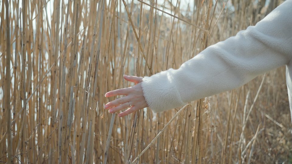 La mano della giovane donna tocca la canna asciutta che cammina vicino al lago