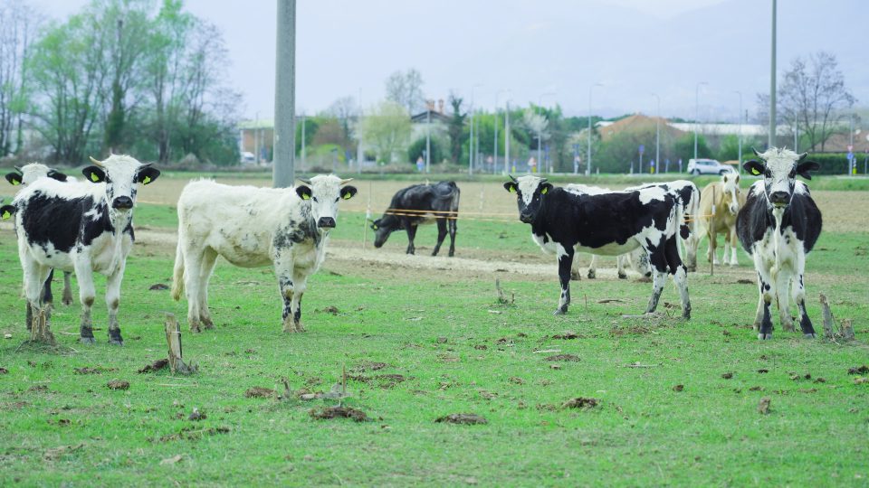 Herd of black and white cows grazes on pasture at rural site
