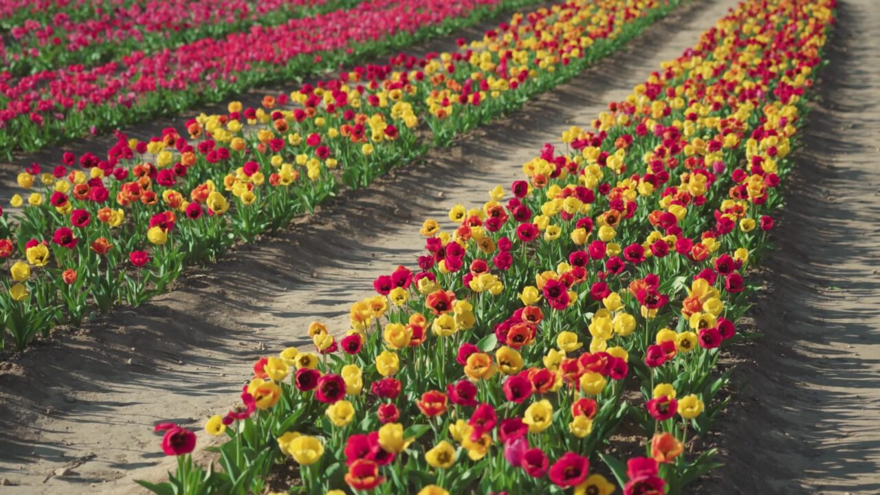 Colorful tulips cast shadows on narrow aisles on plantation