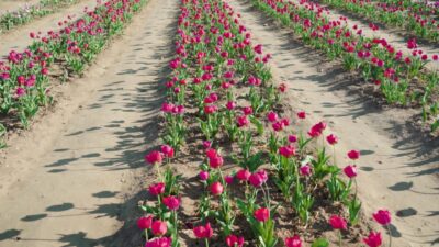 Long rows of pink tulips and narrow aisles on plantation