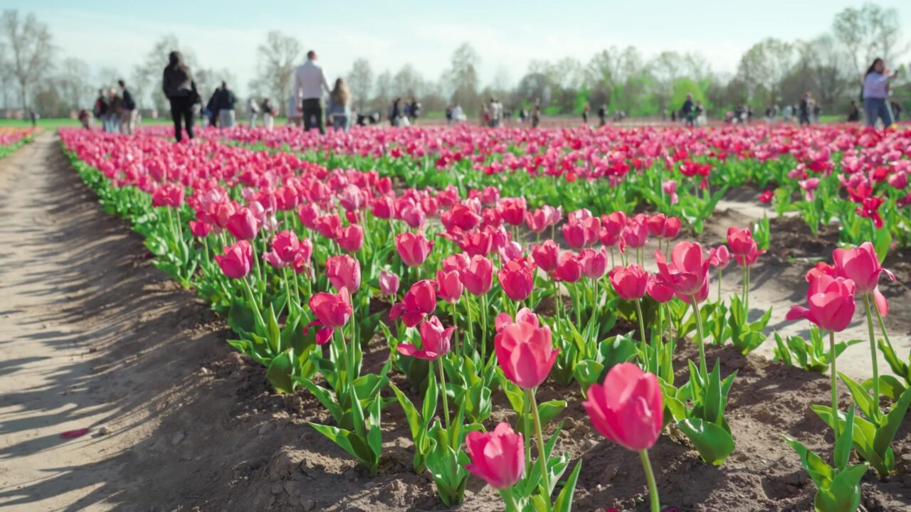 La gente cammina lungo i corridoi lungo lunghe file di tulipani rosa