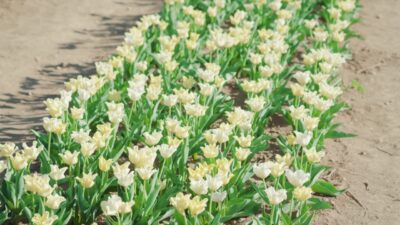 La Bellezza Incantatrice dei Tulipani Bianchi: Guida alla Coltivazione