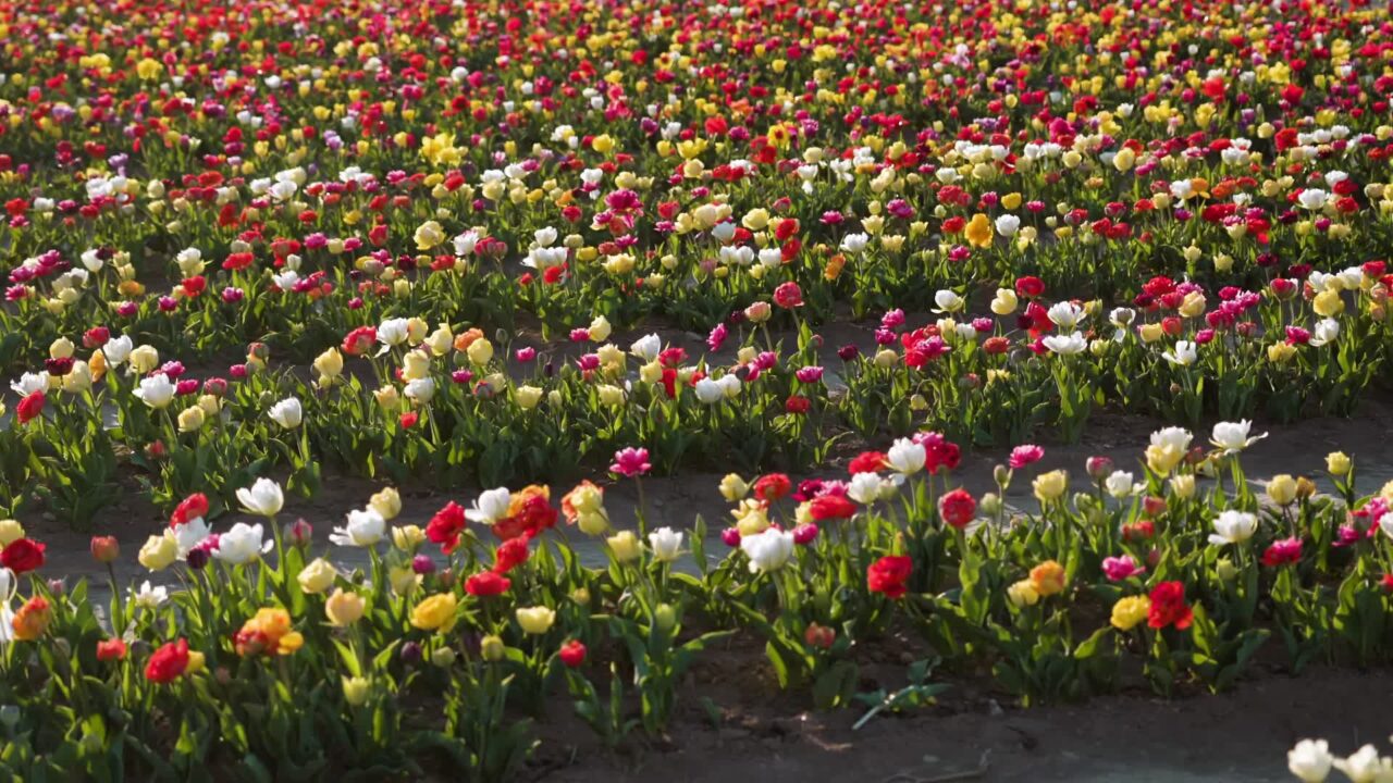 The Ephemeral Beauty of Tulips: A Symbol of Grace and Elegance