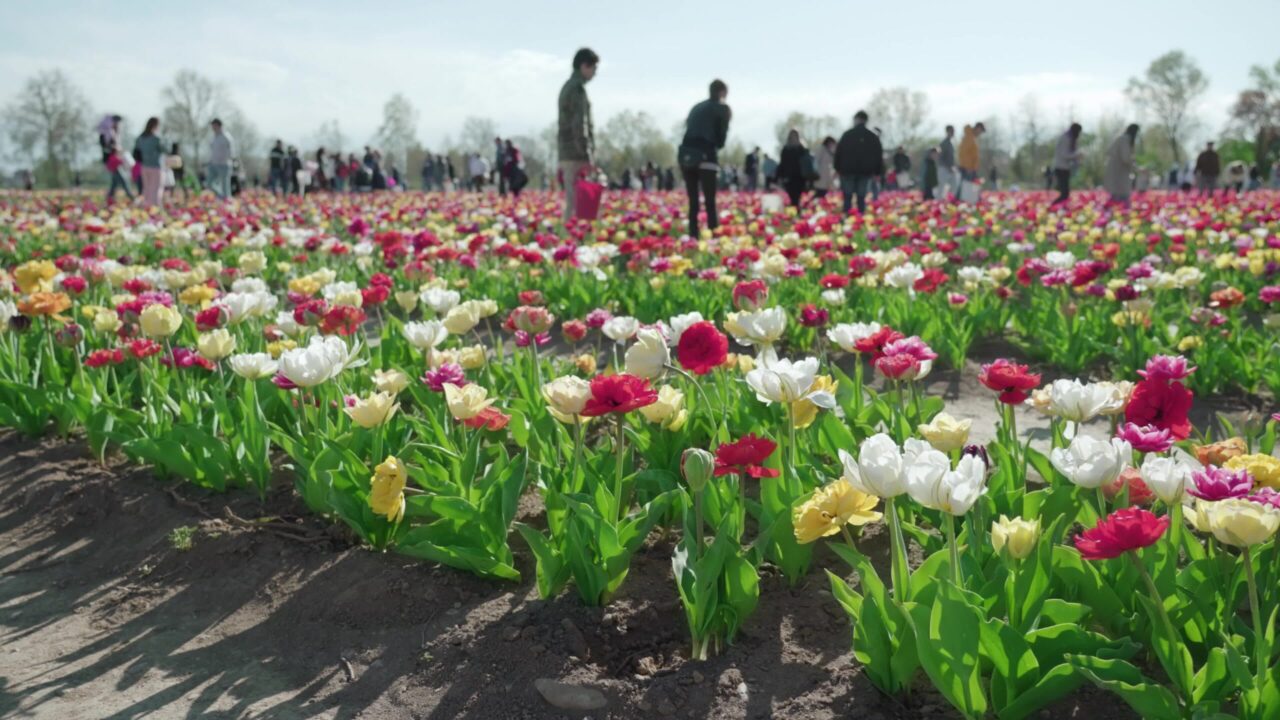People enjoy looking at beautiful tulips growing in field