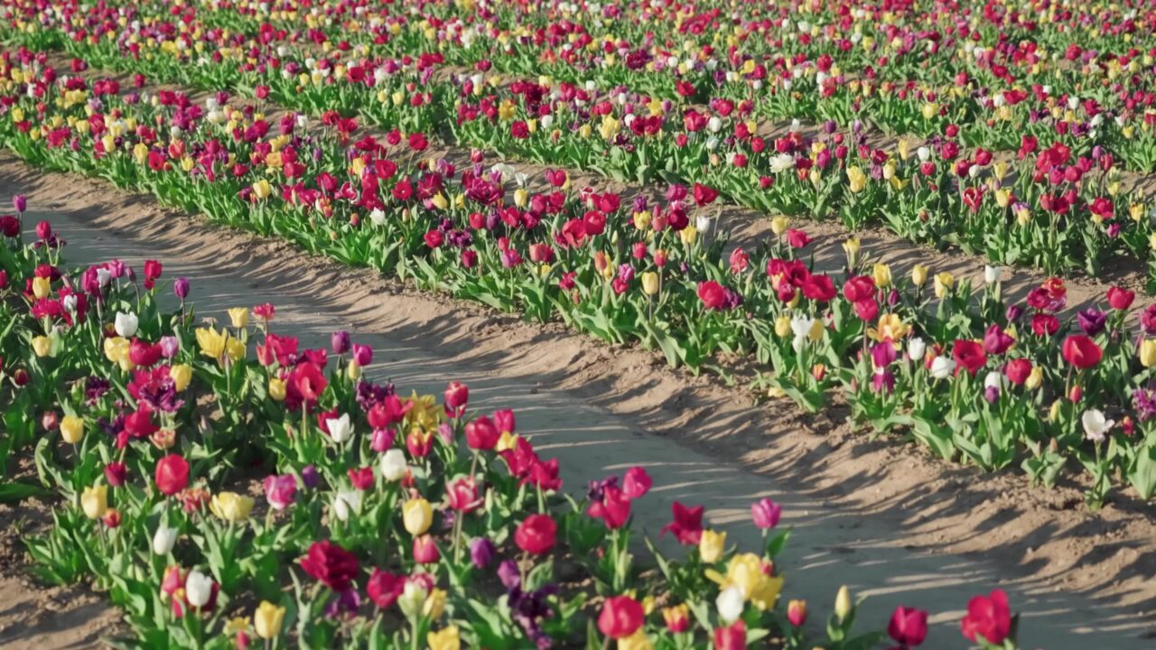 Rows of multi-colored tulips planted along ground aisles