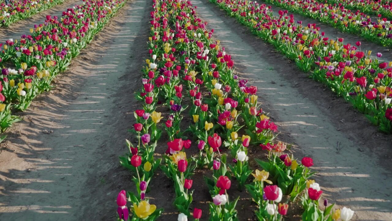 Movimento lungo tulipani di diversi colori che crescono in lunghe file