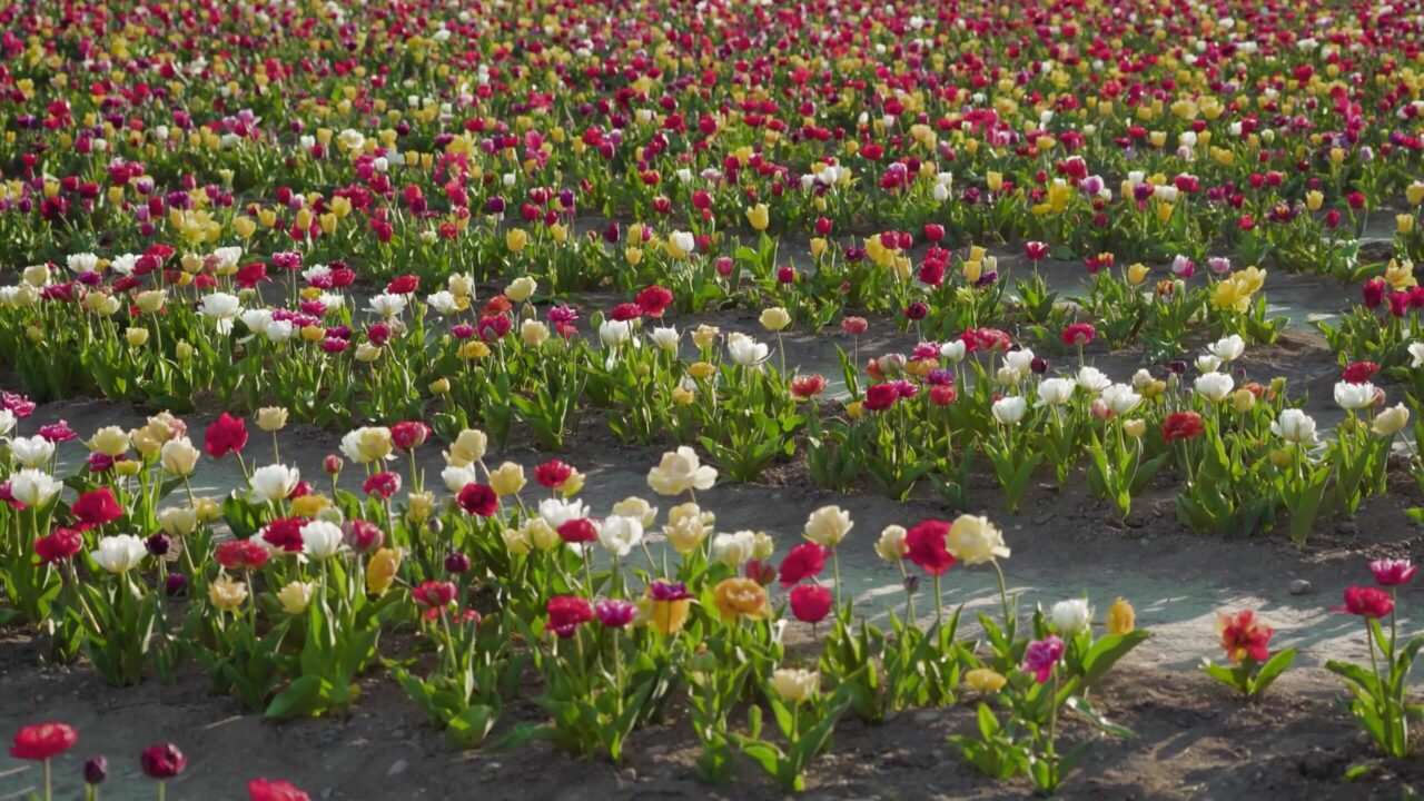 Bellissimi tulipani ondeggiano in una raffica di vento che cresce nel campo dell’azienda agricola