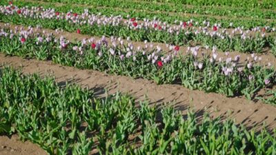 Light violet and bright pink tulips grow in field long rows