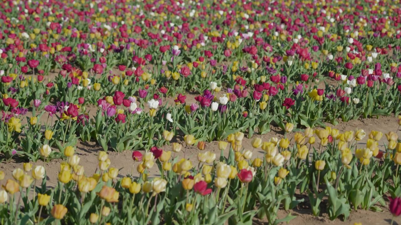 Multi-colored tulips blossom on rural plantation in spring