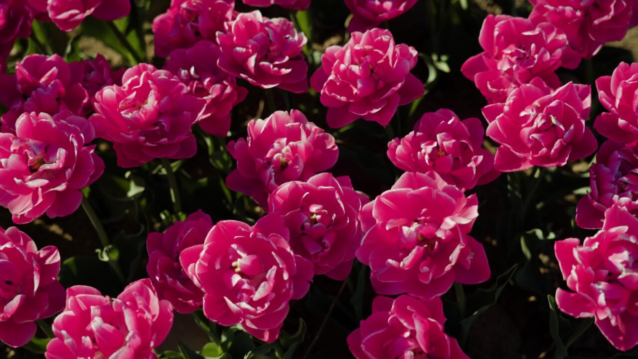 Beautiful tulips with pink petals in garden on sunny day