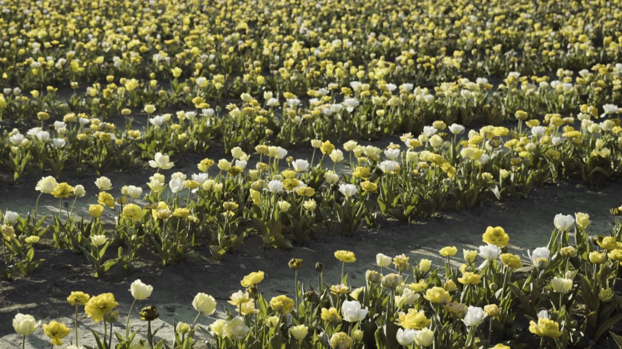 Tulipani freschi in giallo brillante e bianco piantati nel campo