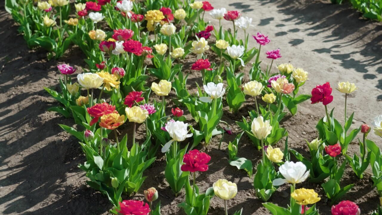 Bright tulips sway in light wind planted in row in garden