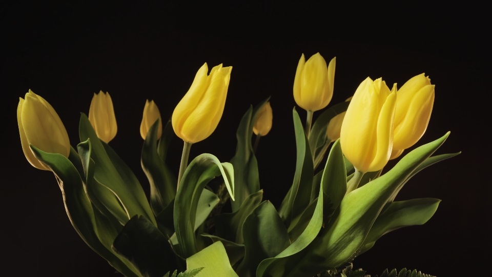 Bellissimi tulipani con petali chiusi su sfondo scuro