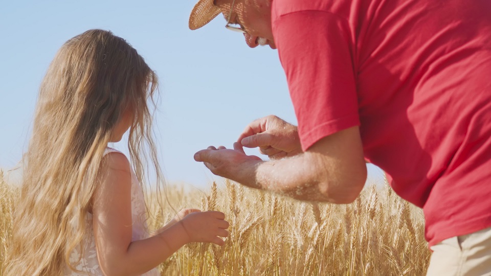 Ragazzina con il nonno coglie le spighette per raccogliere i chicchi di grano