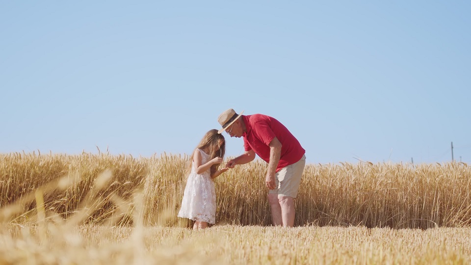 Il nonno aiuta la nipote bionda a raccogliere i chicchi di grano