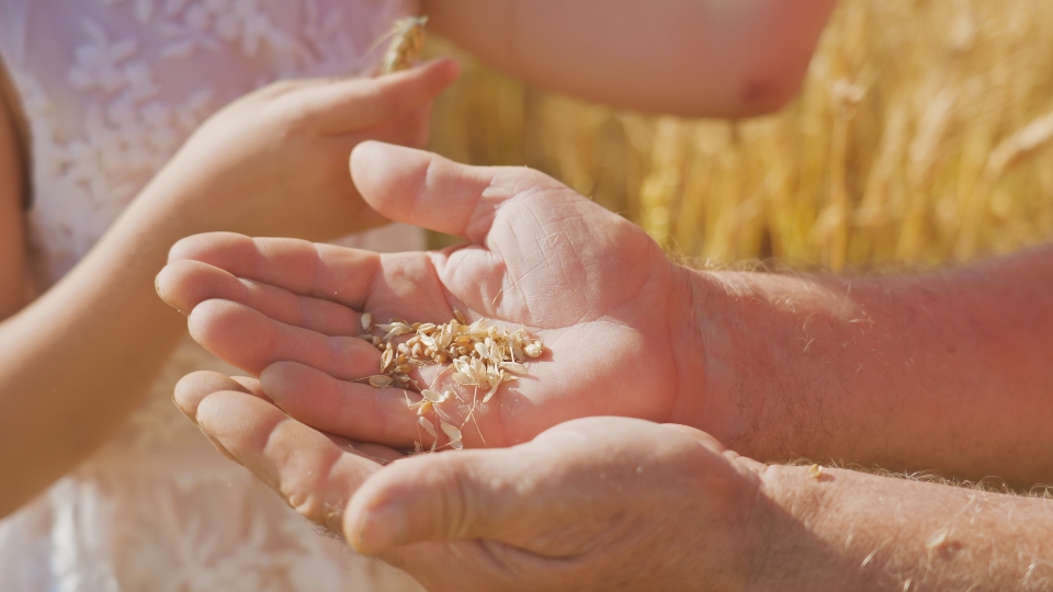 Senior man and little girl enjoy collecting wheat grains