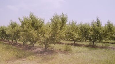 Lussureggianti alberi di pesco con foglie verdi crescono in file in giardino