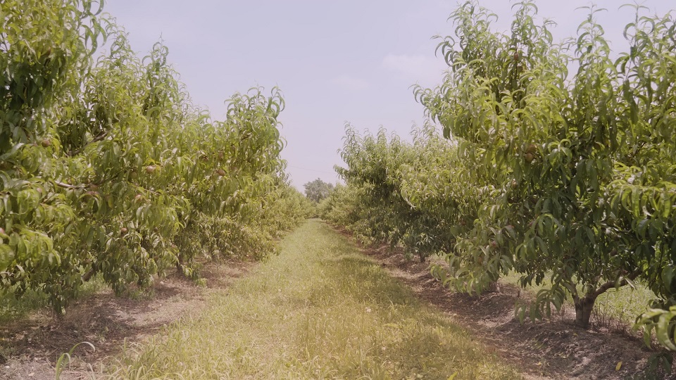 Grassy aisle between lush peach trees growing in rows
