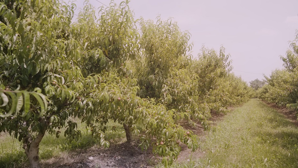 Lush green peach trees with green leaves grow in long rows