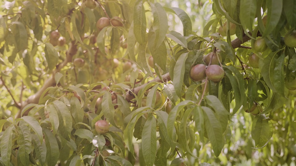 Le pesche mature pendono su rami lussureggianti con foglie verdi
