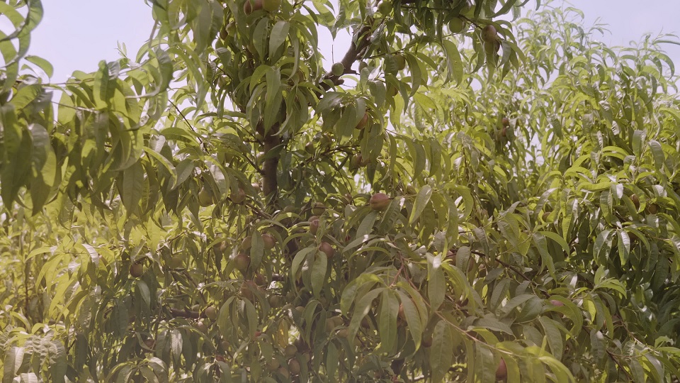 Lush peach tree with green leaves illuminated by sunlight