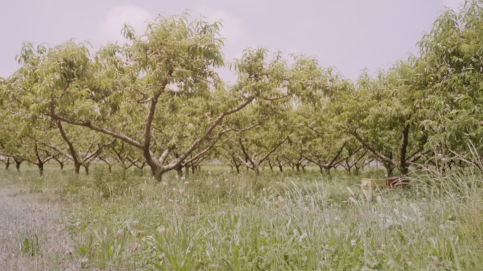 Green peach trees grow in long rows on rural plantation