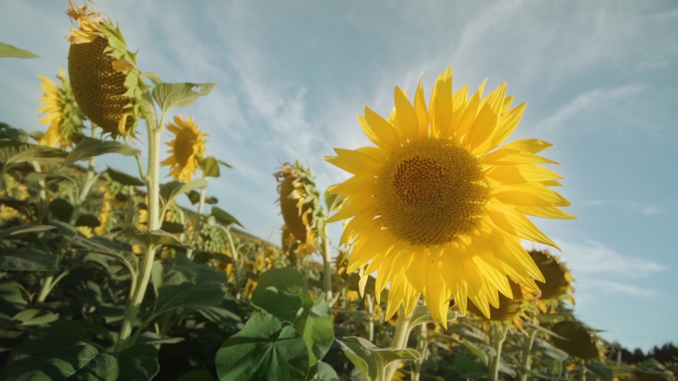Fiore giallo luminoso di girasole