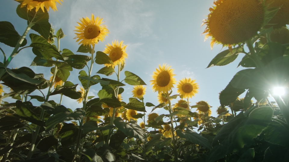 Girasoli luminosi al sole