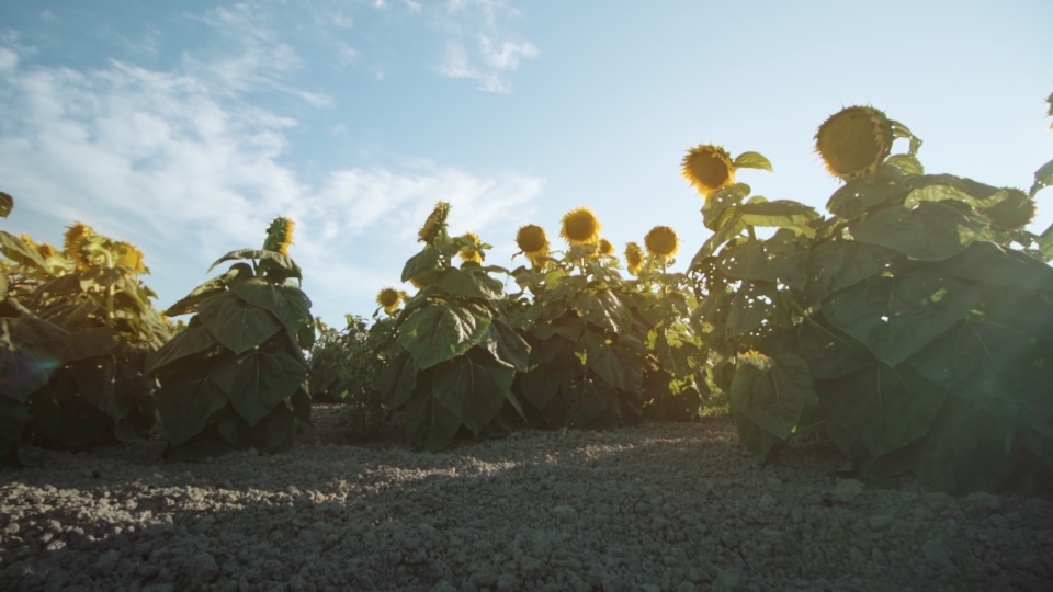 Girasoli crescono sul terreno coltivato