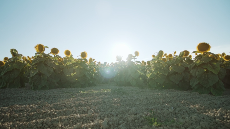 Movimento sul terreno coltivato con girasoli al sole