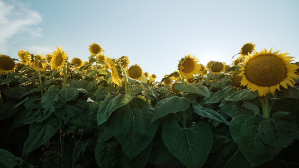 Tanti girasoli sotto il sole