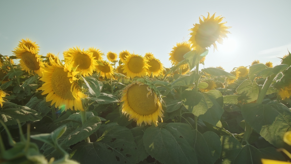 Girasoli gialli colorati