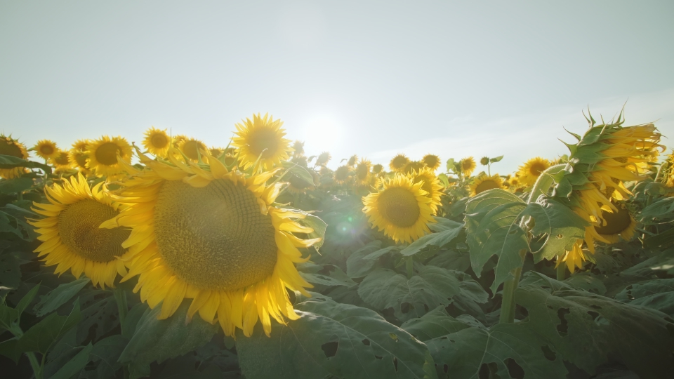 Movimento tra girasoli gialli
