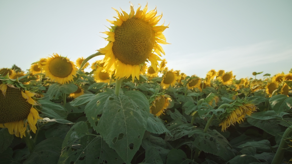 Campo coltivato con girasoli per olio