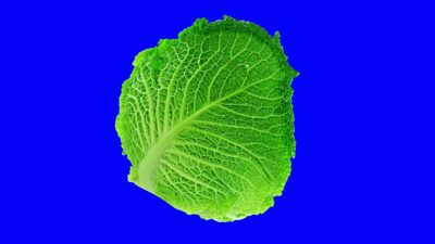 Fresh Green Cabbage on a Blue Screen