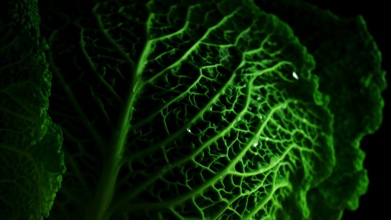 Cavolo verde con belle linee