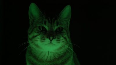 Sfarfallio della luce su un gatto su sfondo nero