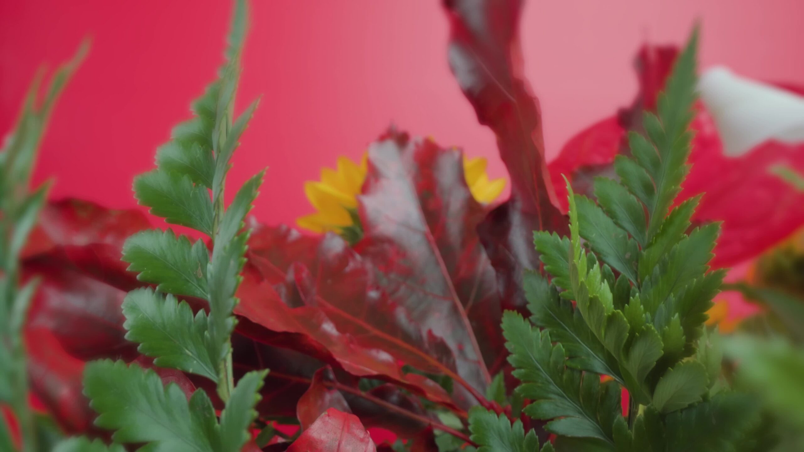 Foglie di acero su sfondo di fiori e parete rosa brillante