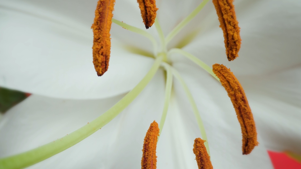 Floral Elegance: Pollination Among White Lily Petals in Macro Studio
