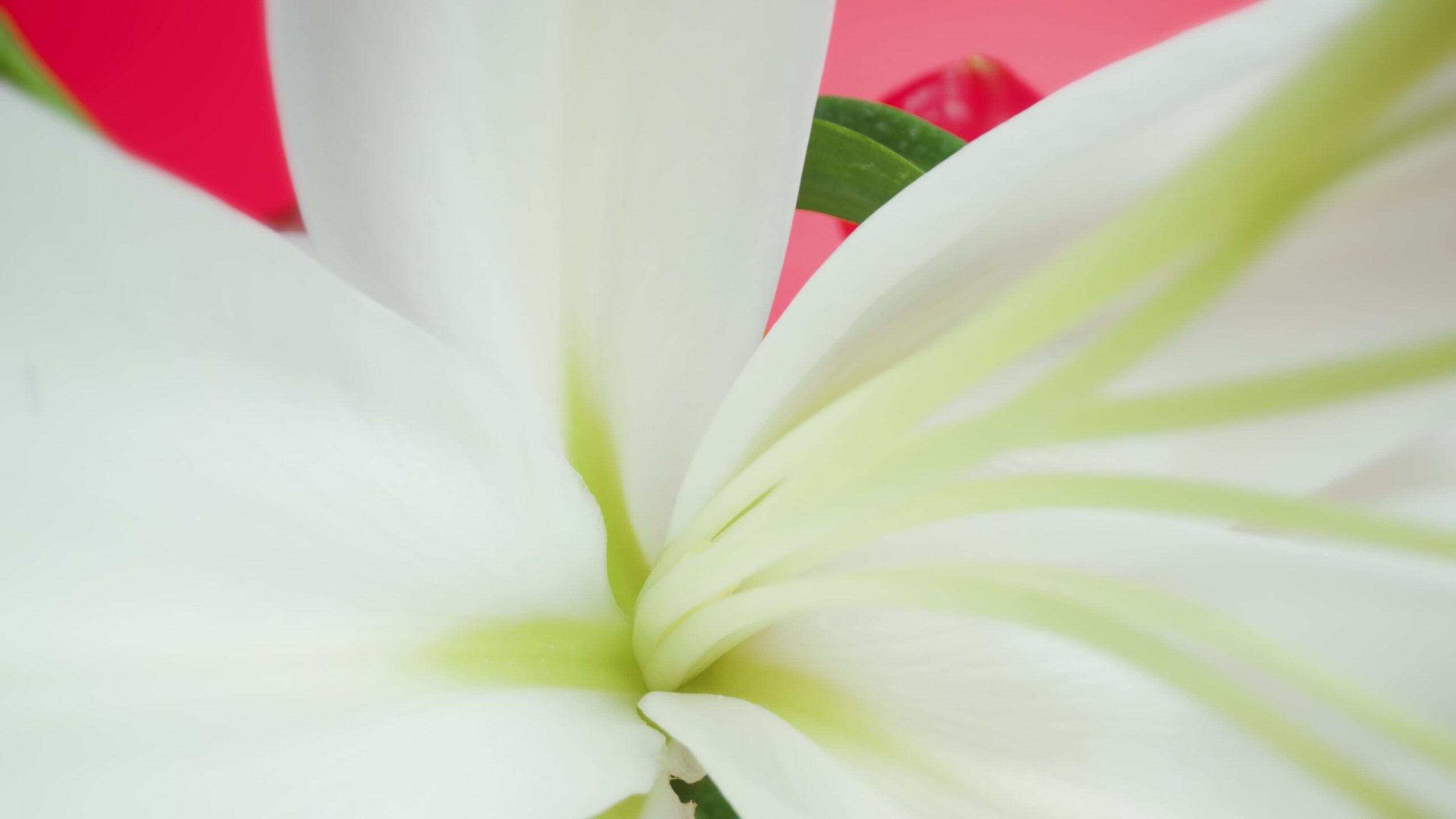 Floral Elegance: Macro Details of Pollinated Pistils and Stamens of White Lily Flowers