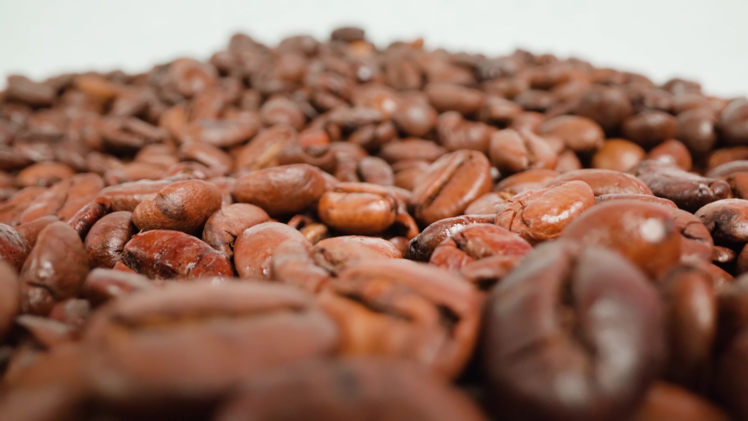 Huge pile of coffee beans at bright studio light macro