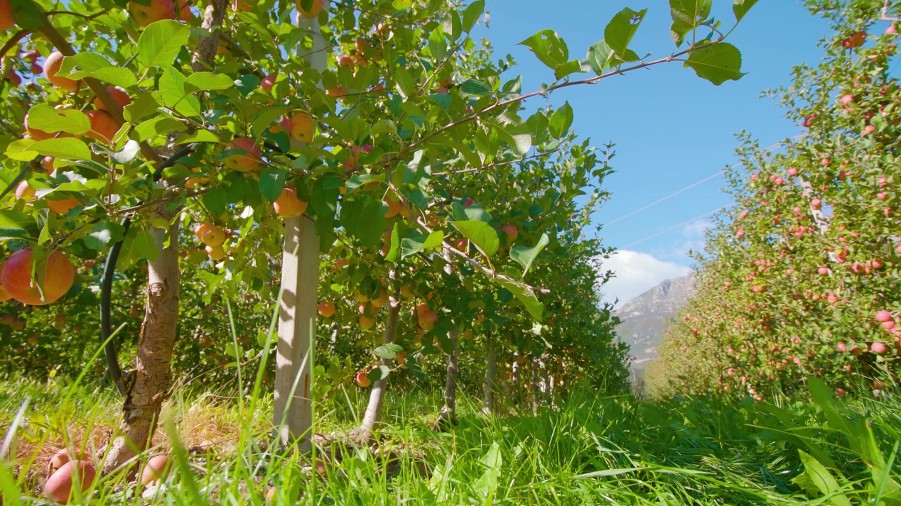 Long Rows of Apples under the Sun and Wind