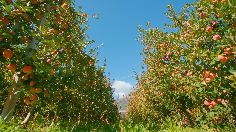 Red Apple Trees with Luxuriant Leaves in the Sunshine