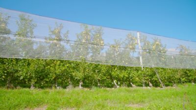 Yellow Apples in the Countryside