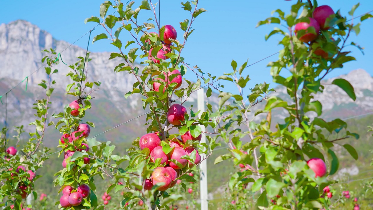 Mature Apple Branches under the Blue Sky