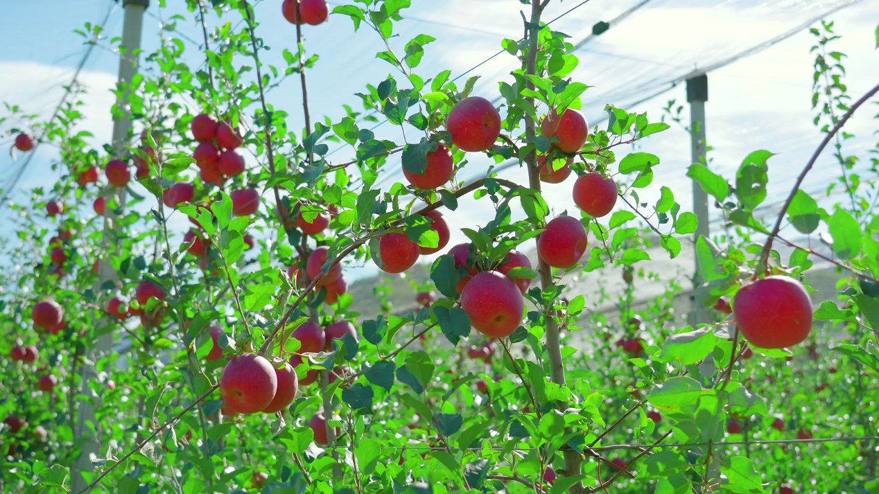 Ripe red fruits hang on apple tree branches on plantation