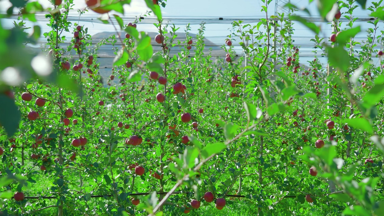 Huge apple orchard with fresh ripe fruits growing under mesh