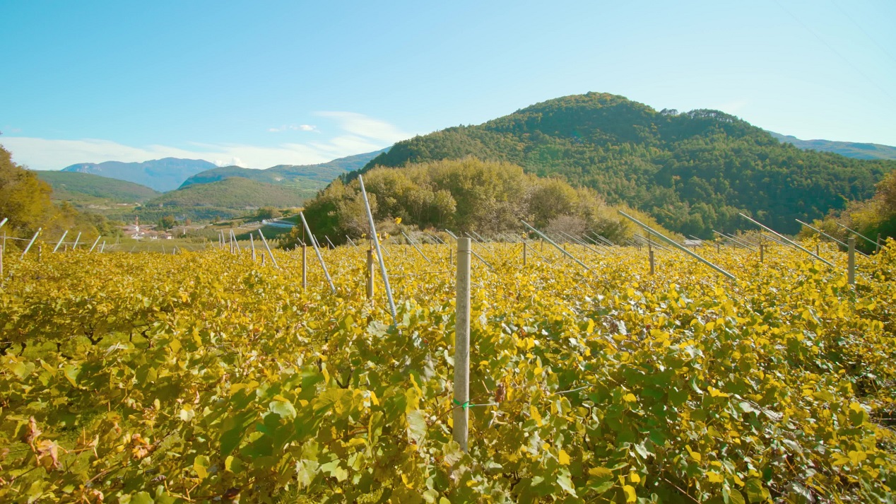 Viti con foglie gialle lussureggianti crescono nelle piantagioni